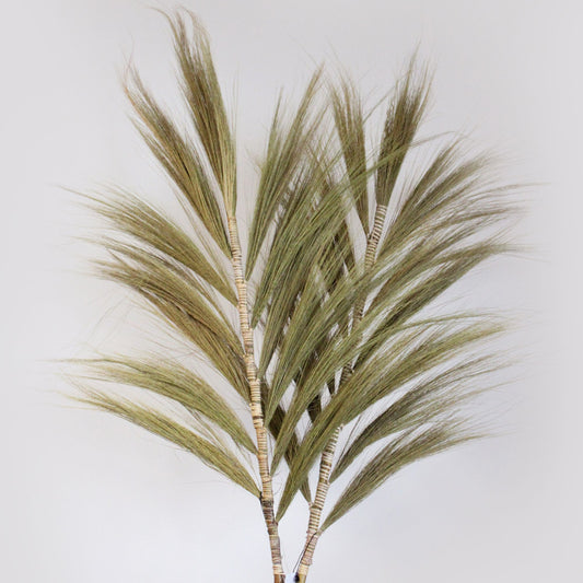 Palmier Naturel Rayung - 2m