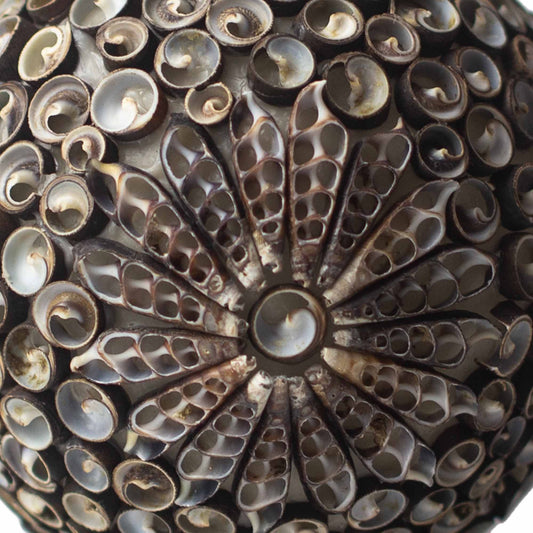 Lámpara Boho Sea Shell - Chocolate Twist Ovalada - 15cm