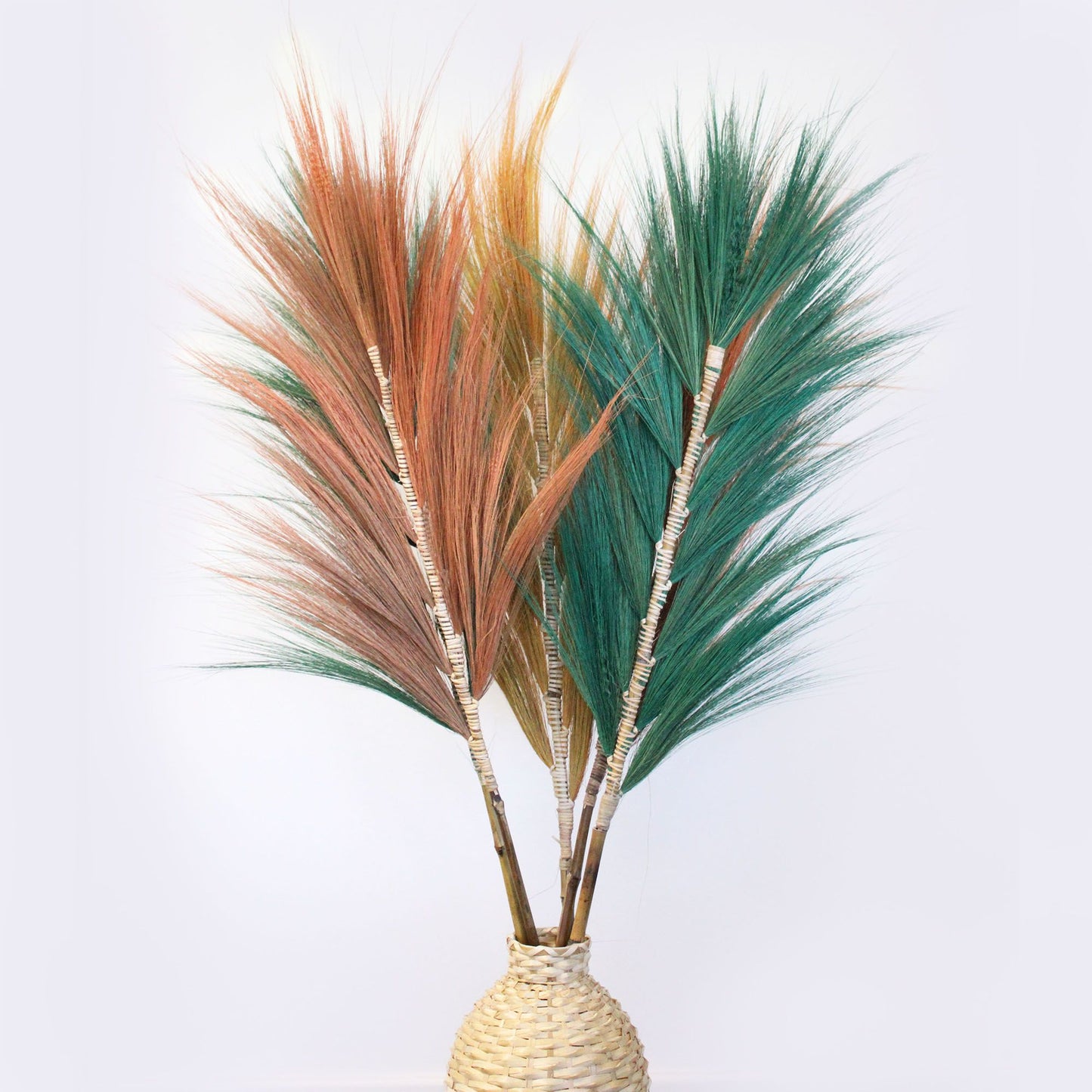 Palmera Verde de Rayung - 1.6m