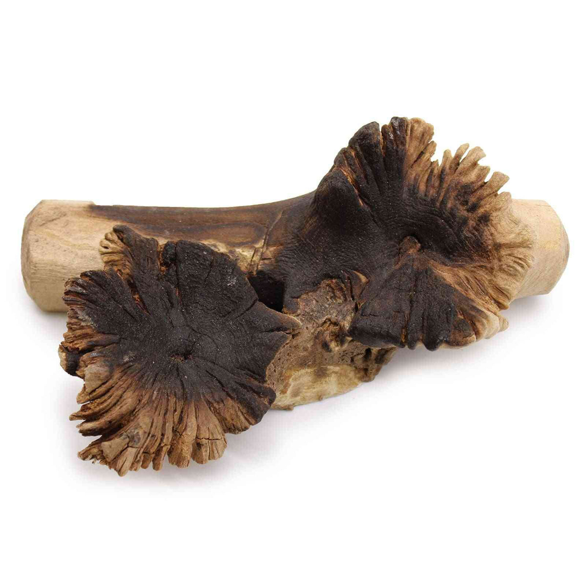 Vidrio fundido sobre madera rara de parásitos - Vidrio fundido sobre madera