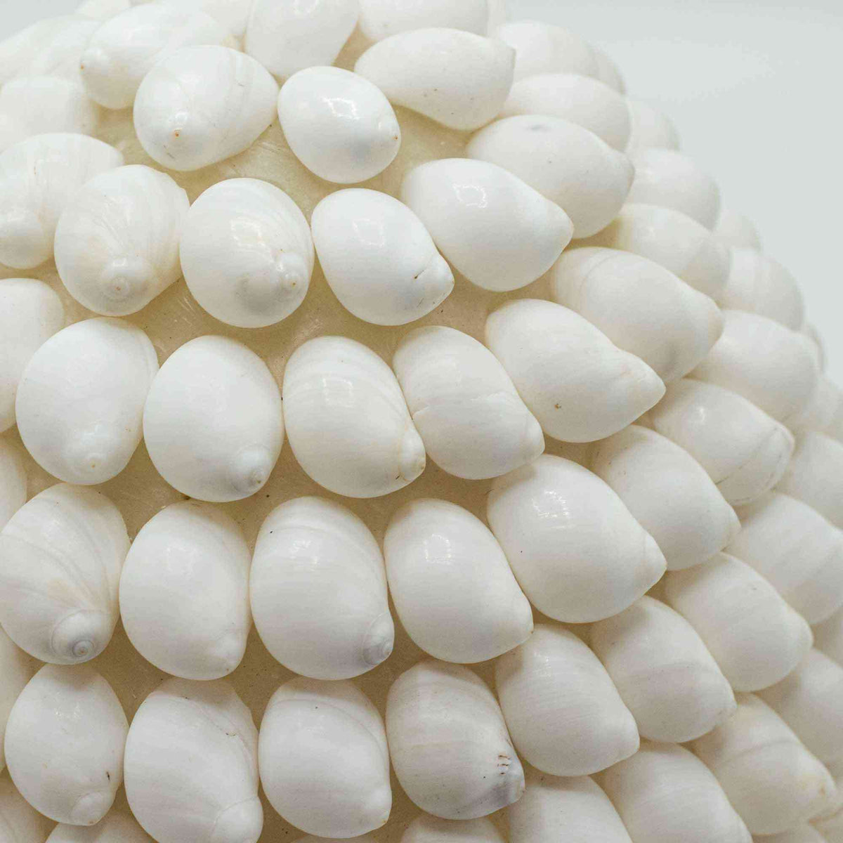 Lámpara Boho de Conchas Marinas - Concha Buting Ovalada - Lámpara Boho