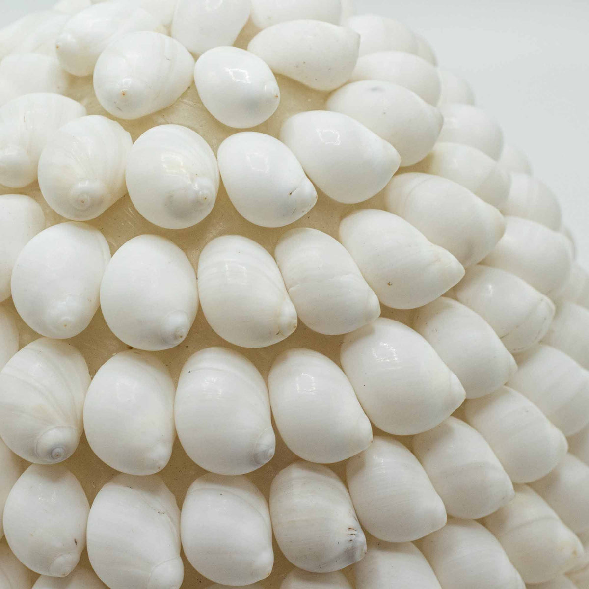 Lámpara Boho de Conchas Marinas - Concha Buting Ovalada - Lámpara Boho