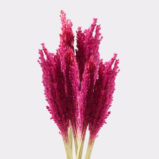 Manojo de Hierba Cantal - Rosa