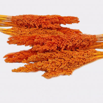Racimo de Hierba Cantal - Naranja