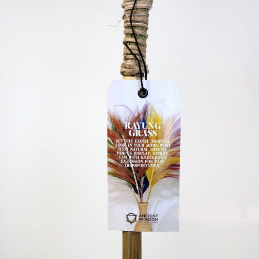 Palmera Lavanda de Rayung - 1.6m