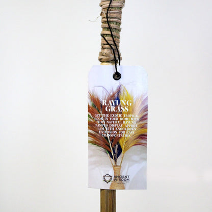 Palmera Coral de Rayung - 1.6m