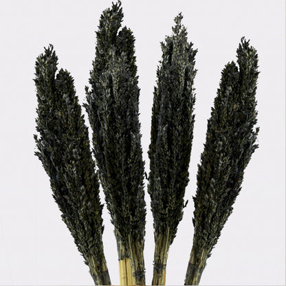 Manojo de Hierba Cantal - Negro
