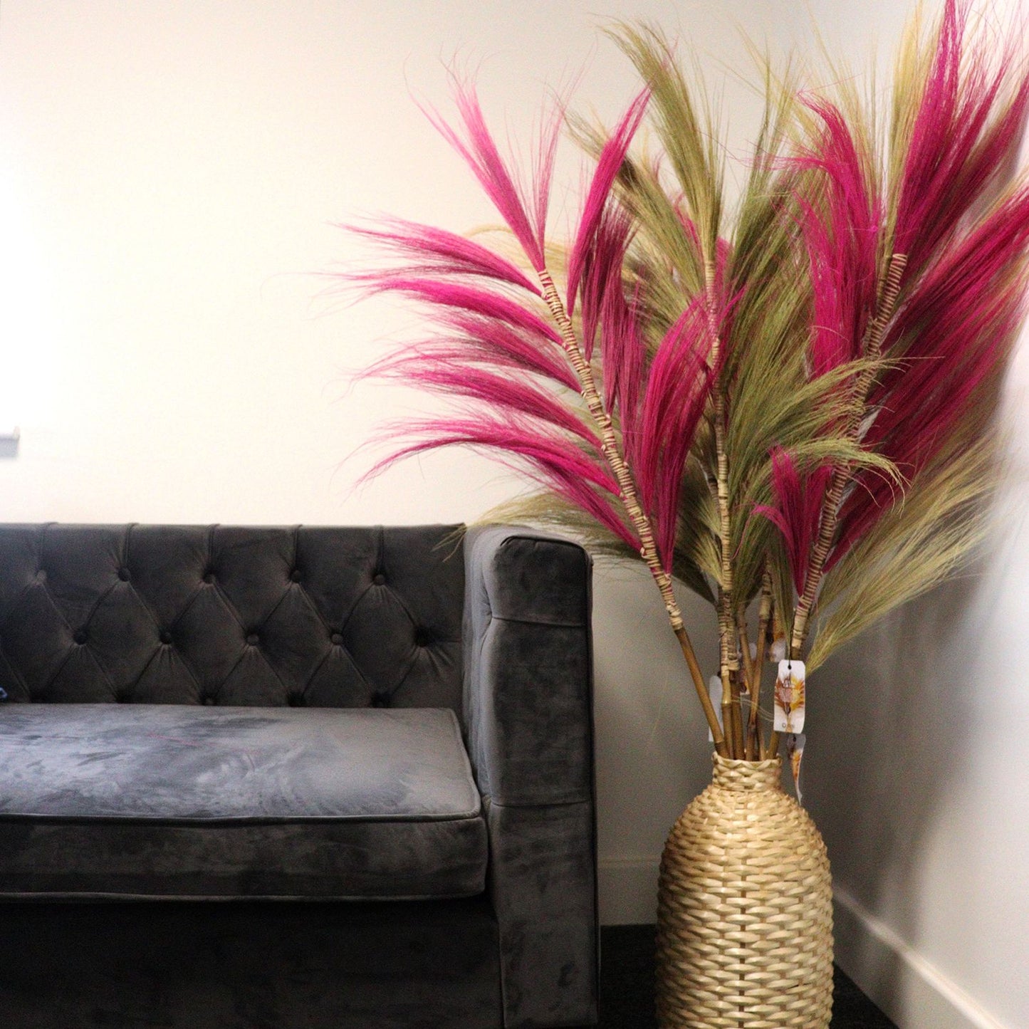 Palmera Rosa de Rayung- 1.6m