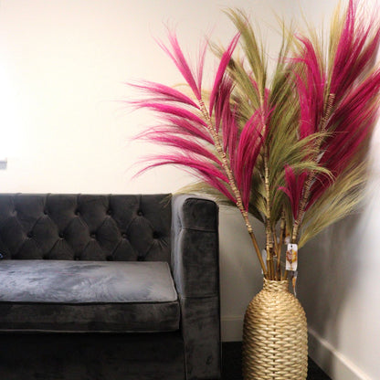 Palmera Rosa de Rayung- 1.6m