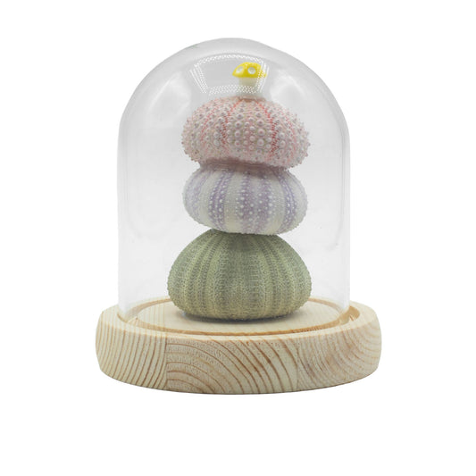 Domo de Jardín Floral Glow - 3 erizos de mar - LED USB